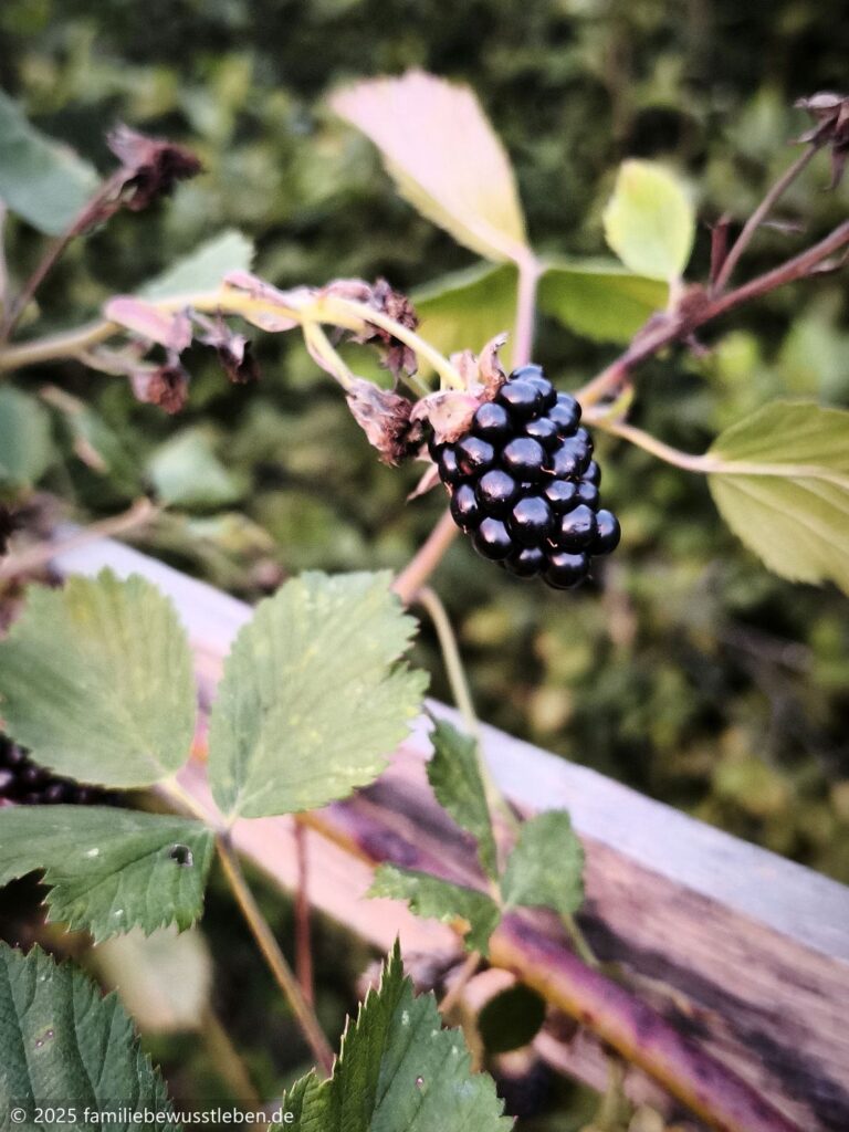 Nahaufnahme einer reifen Brombeere am Zweig.