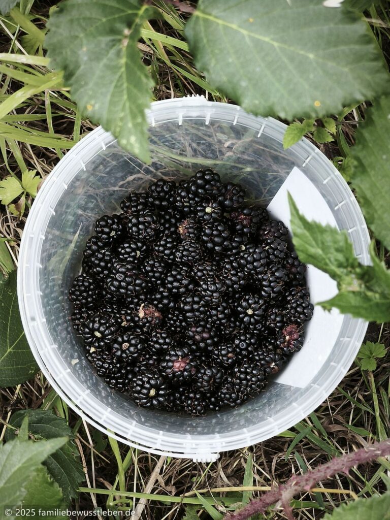 Draufsicht auf einen transparenten Kunststoffeimer mit frisch gesammelten Brombeeren aus dem Wald.