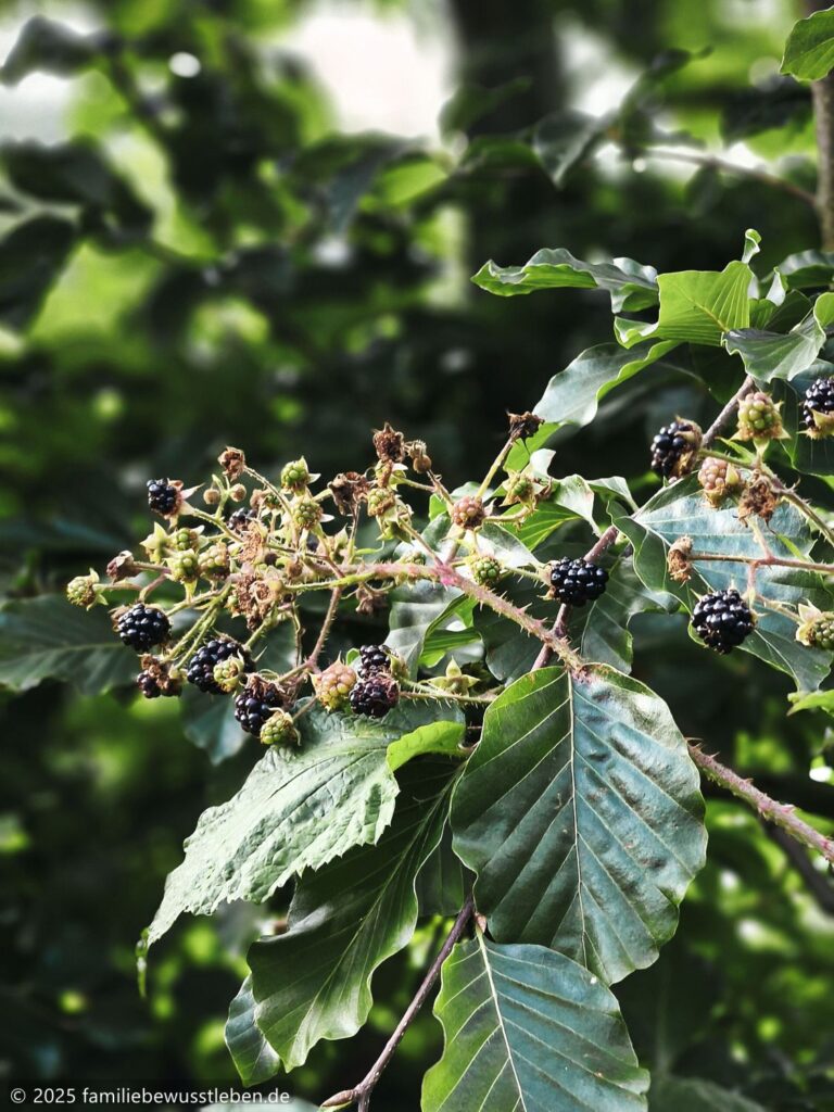 Ein Zweig mit reifen und unreifen Brombeeren.