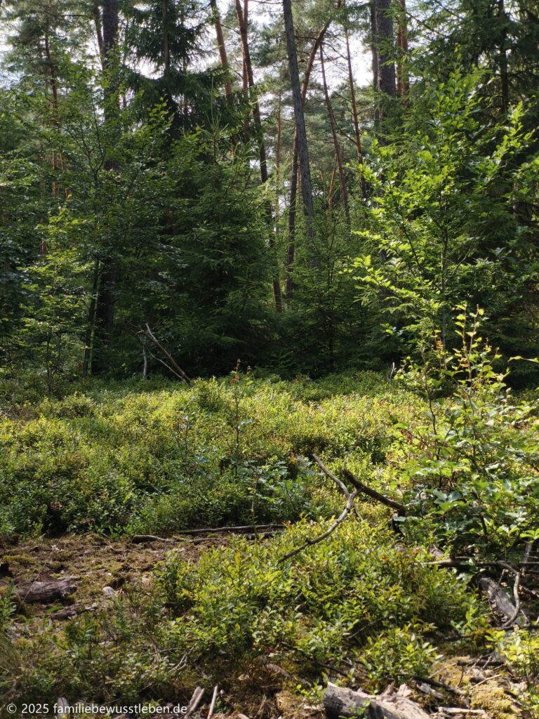 Heidelbeerbüsche im lichten Wald im Sommer