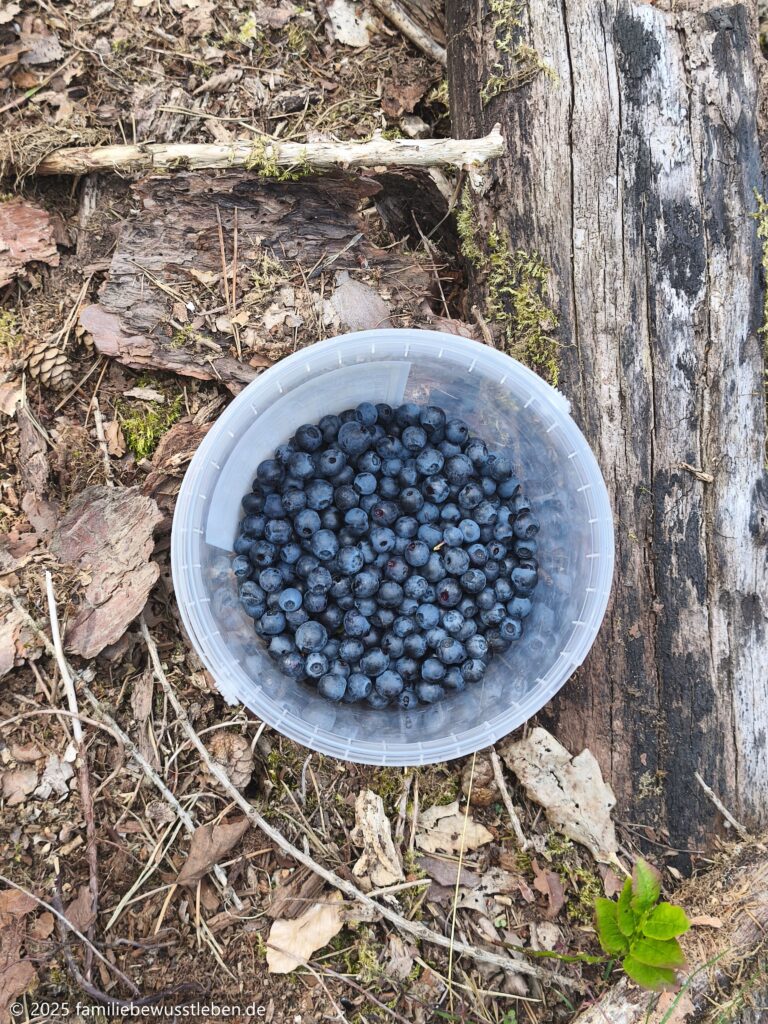 Eimer voller Heidelbeeren auf Waldboden
